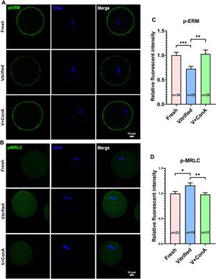 Artificially Increasing Cortical Tension Improves Mouse Oocytes Development by Attenuating Meiotic Defects During Vitrification